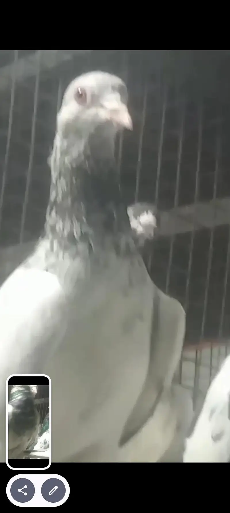 best pigeon