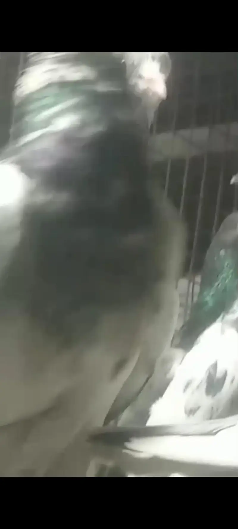 best pigeon — photo 2