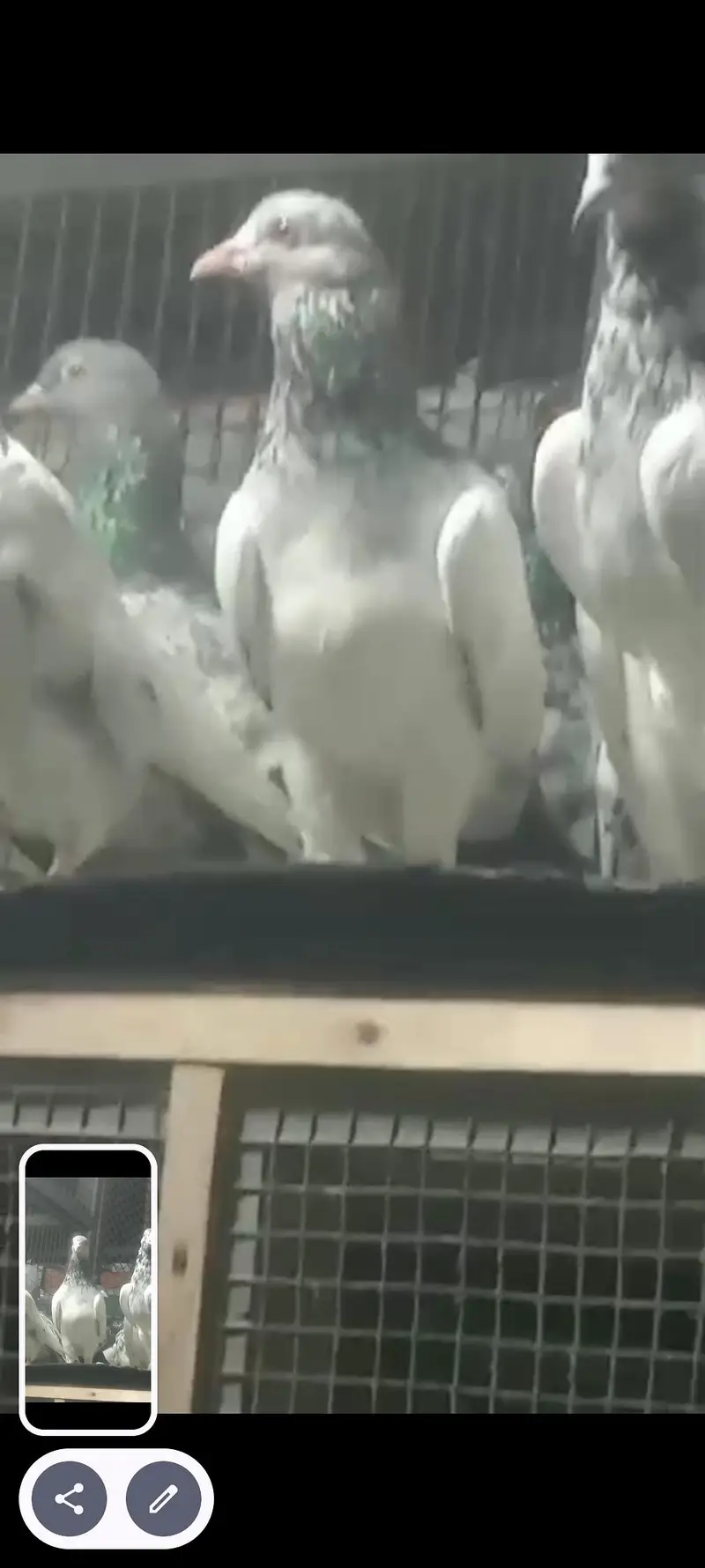 best pigeon — photo 3