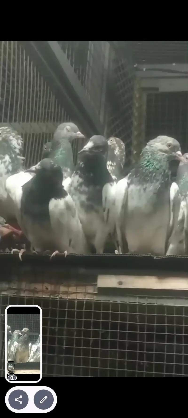 best pigeon — photo 4