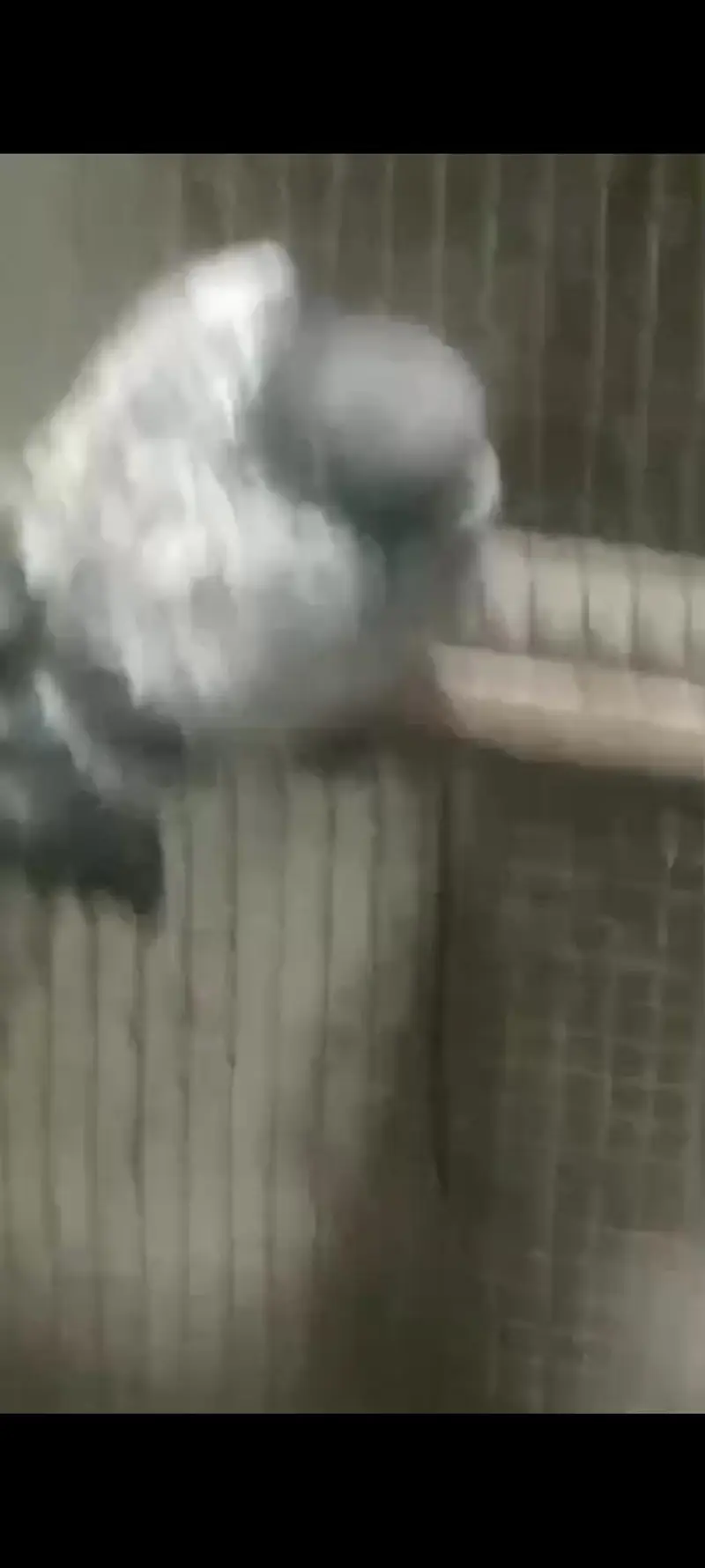 best pigeon — photo 5