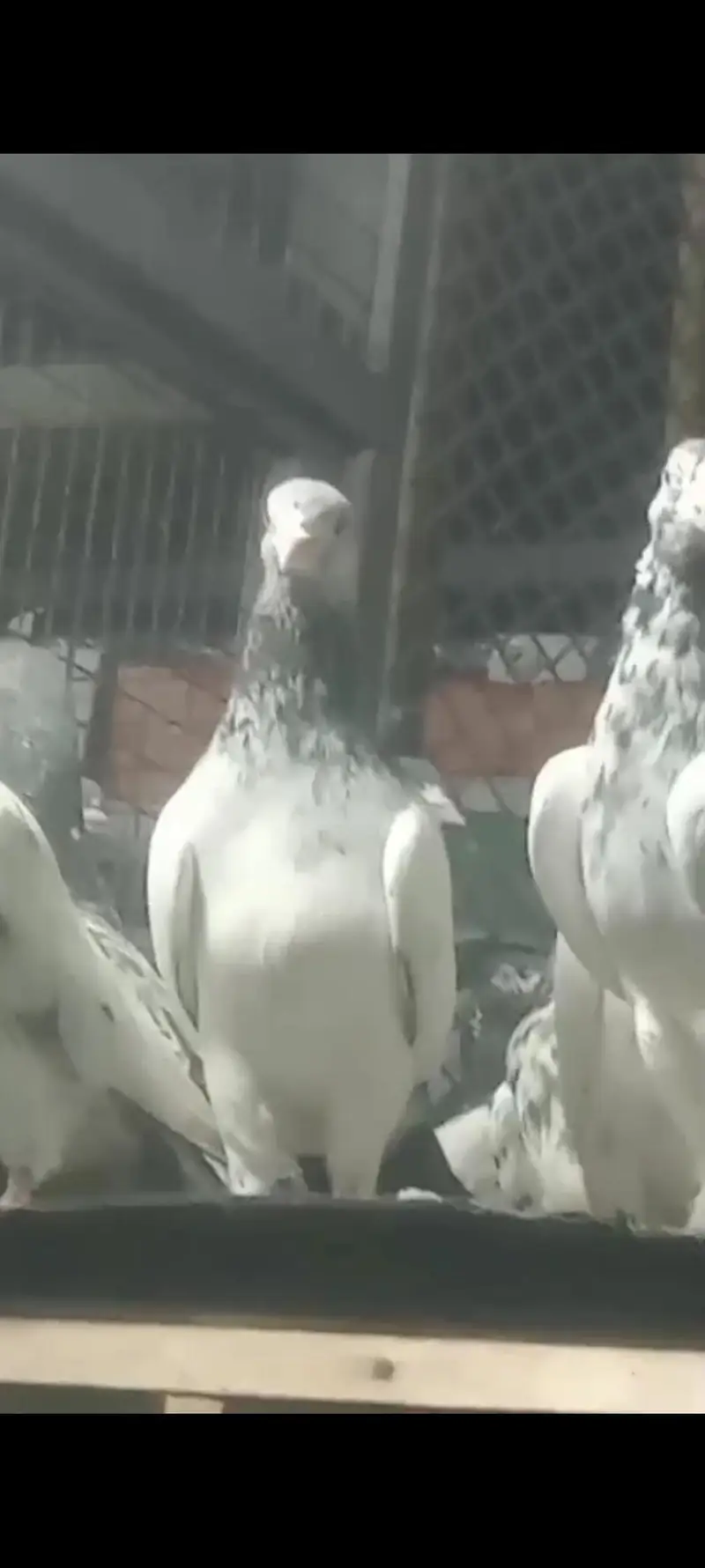 best pigeon — photo 6