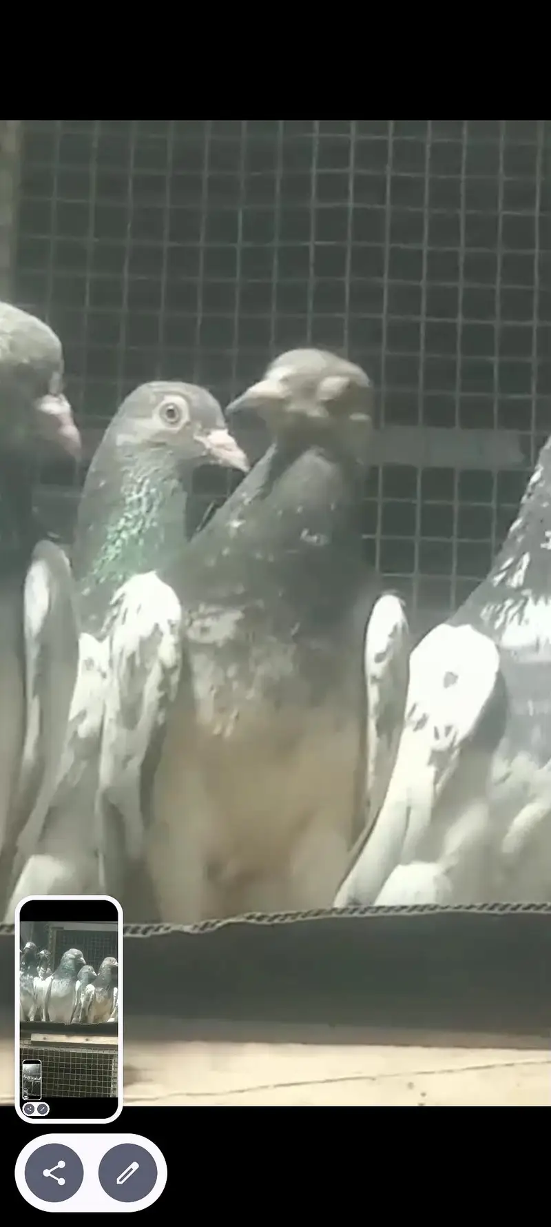 best pigeon — photo 7