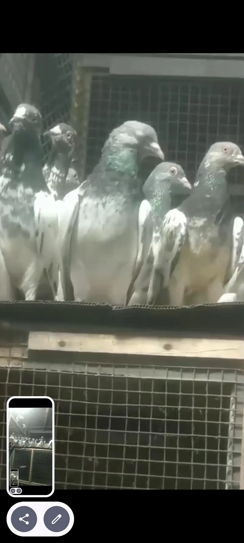 best pigeon — photo 8