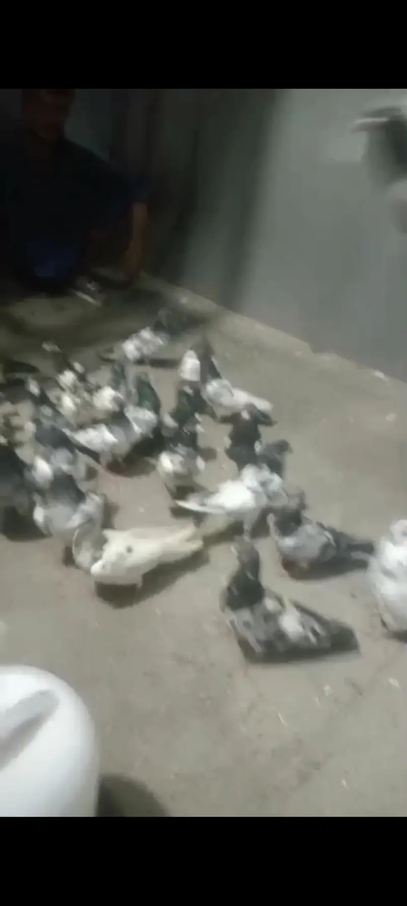 best pigeon — photo 10