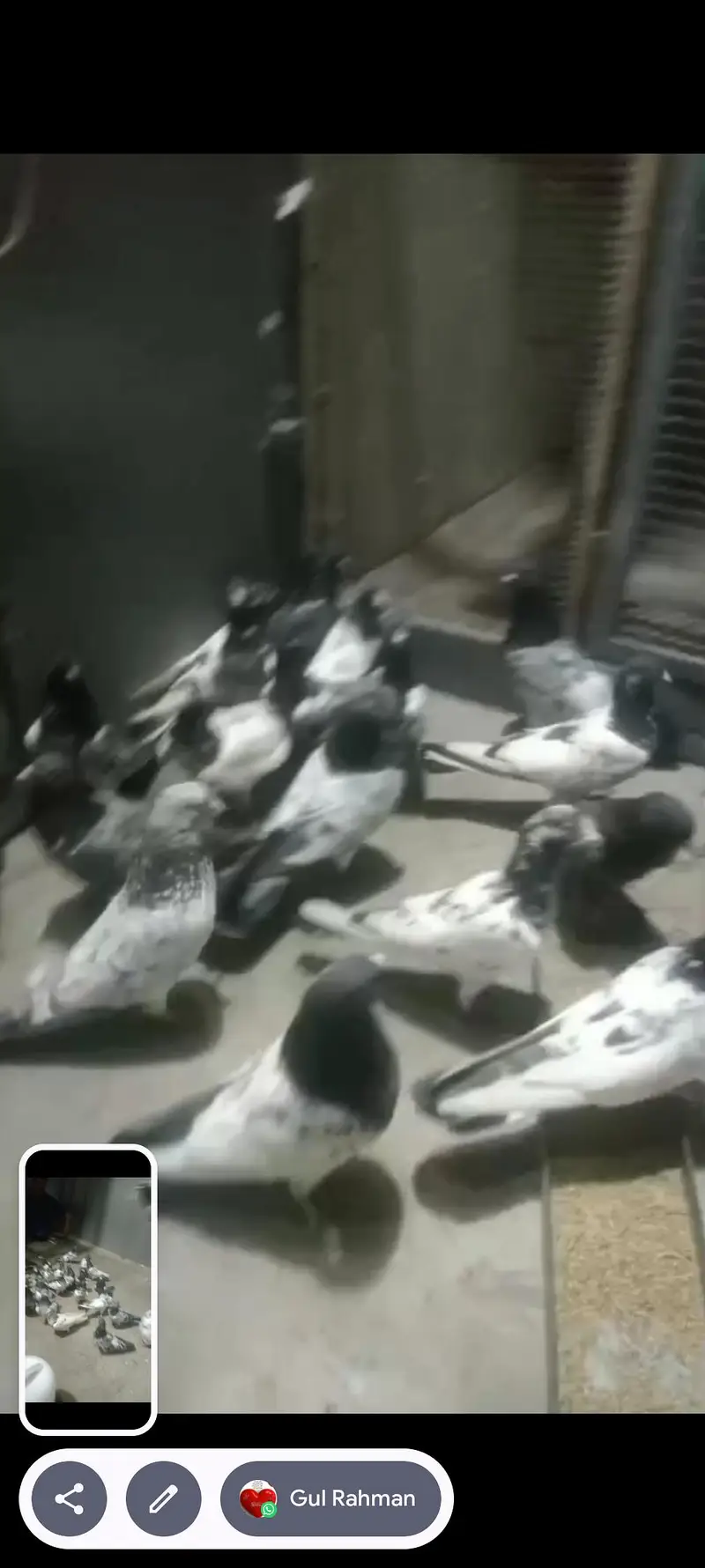 best pigeon — photo 11