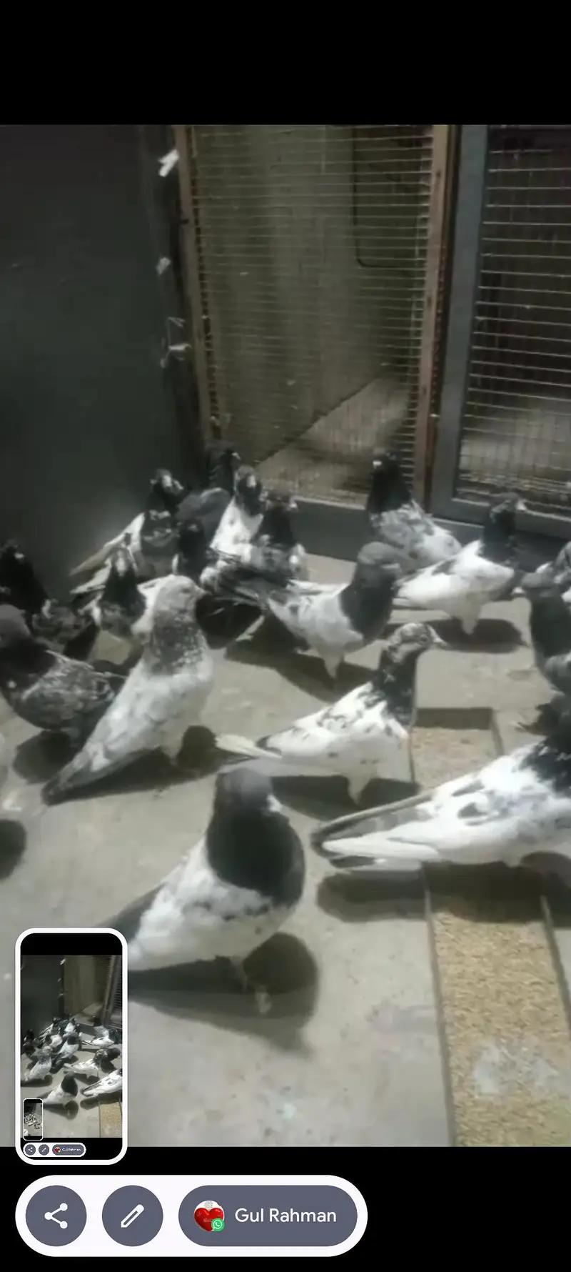 best pigeon — photo 12
