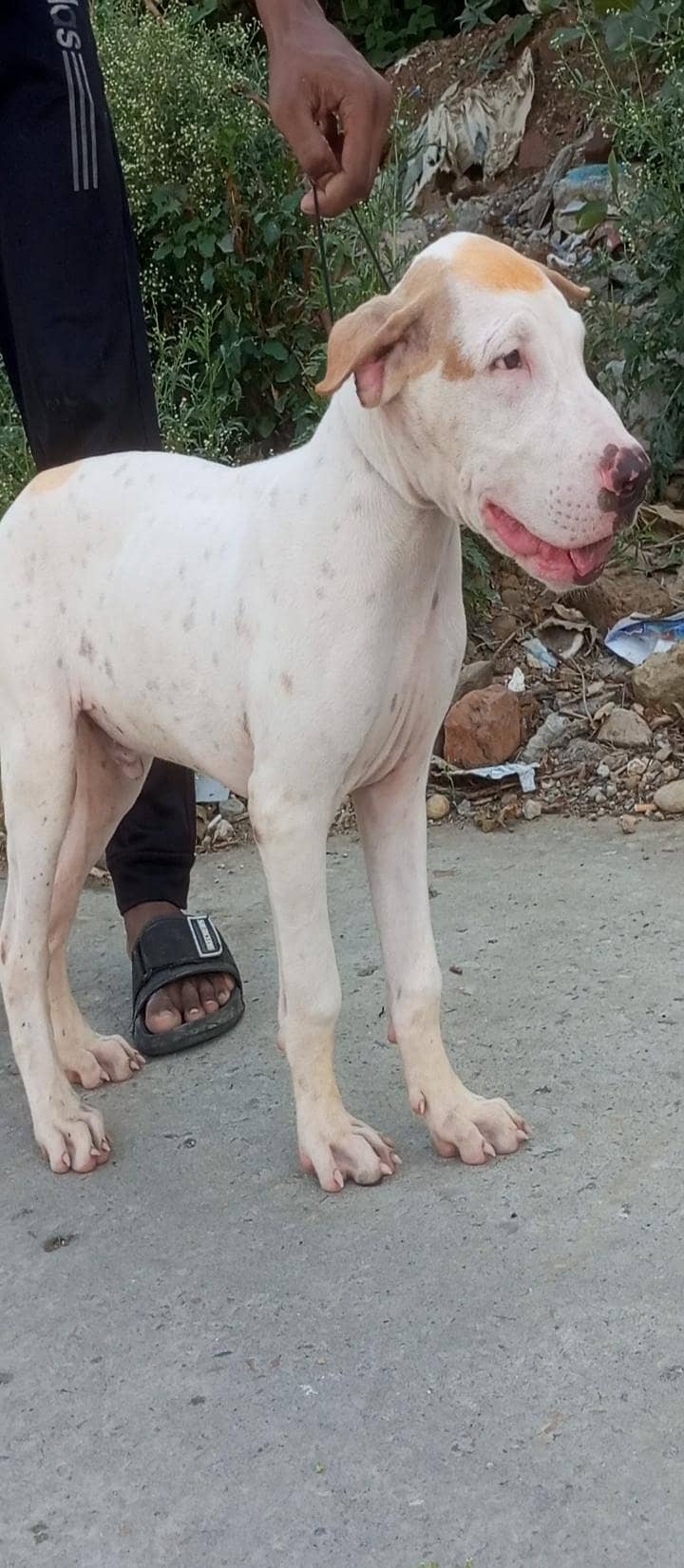 bully pup 0