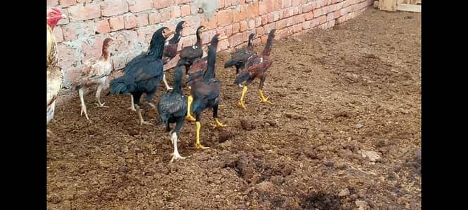 all chicks for sale