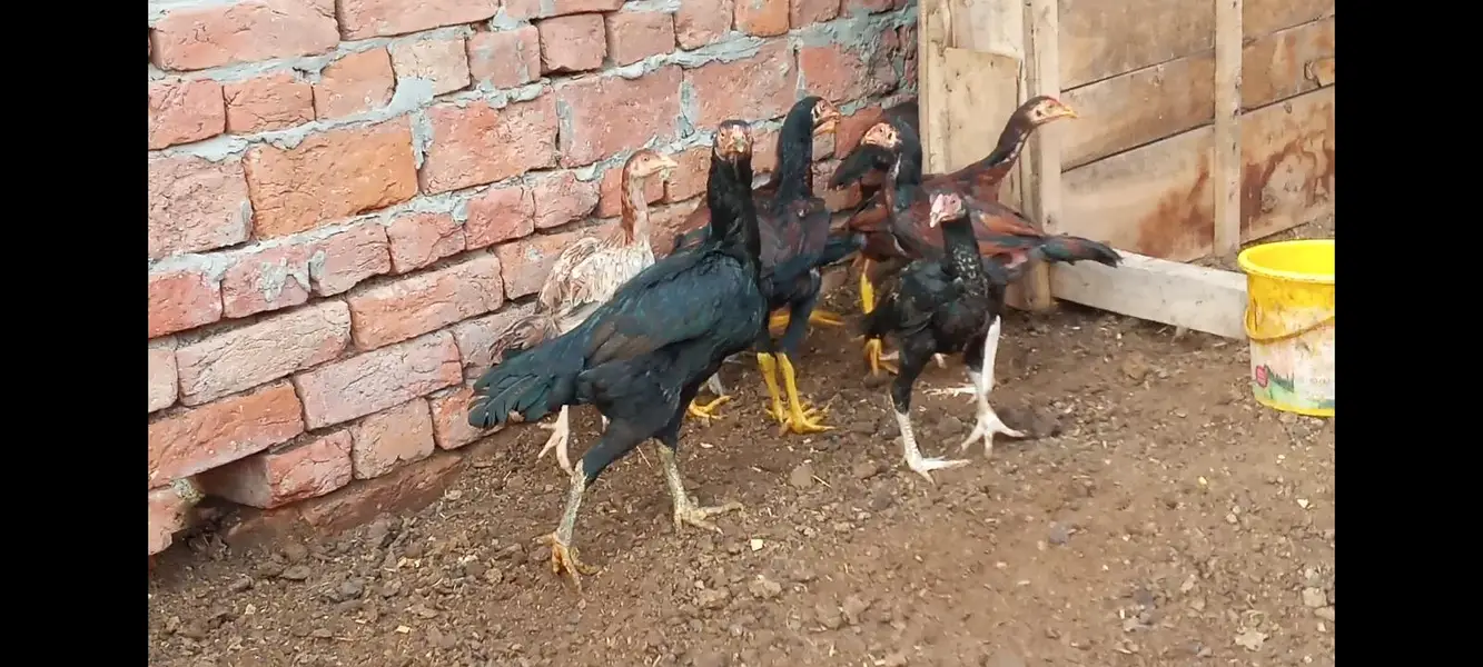 all chicks for sale — photo 2