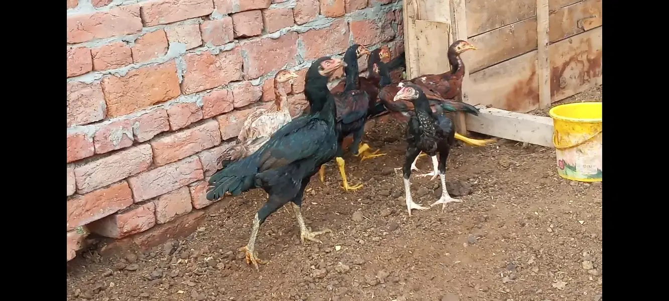 all chicks for sale — photo 3