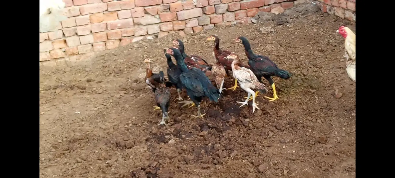 all chicks for sale — photo 4