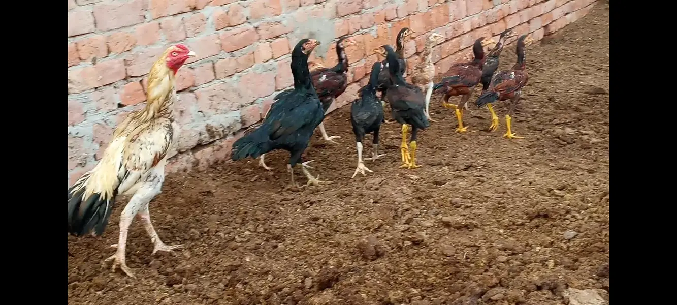 all chicks for sale — photo 5