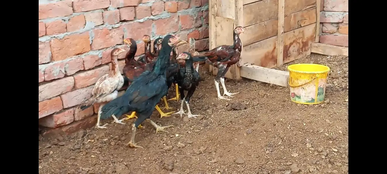 all chicks for sale — photo 6