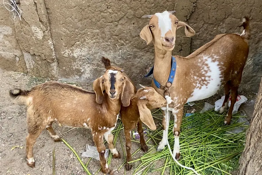 Bakri with 2 female kids age 3.5 month