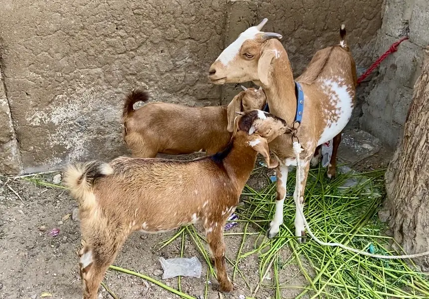 Bakri with 2 female kids age 3.5 month — photo 2