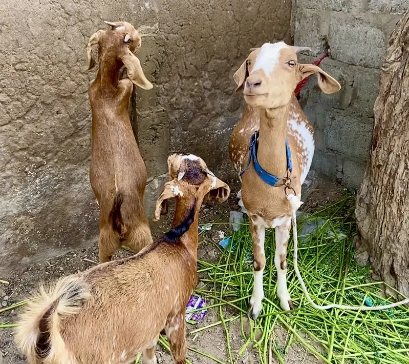 Bakri with 2 female kids age 3.5 month — photo 3