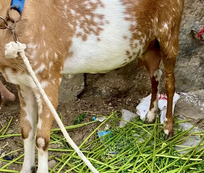 Bakri with 2 female kids age 3.5 month — photo 4