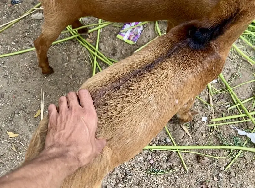 Bakri with 2 female kids age 3.5 month — photo 5