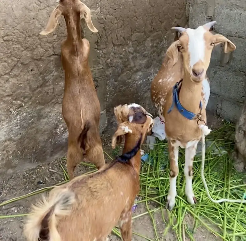 Bakri with 2 female kids age 3.5 month — photo 6