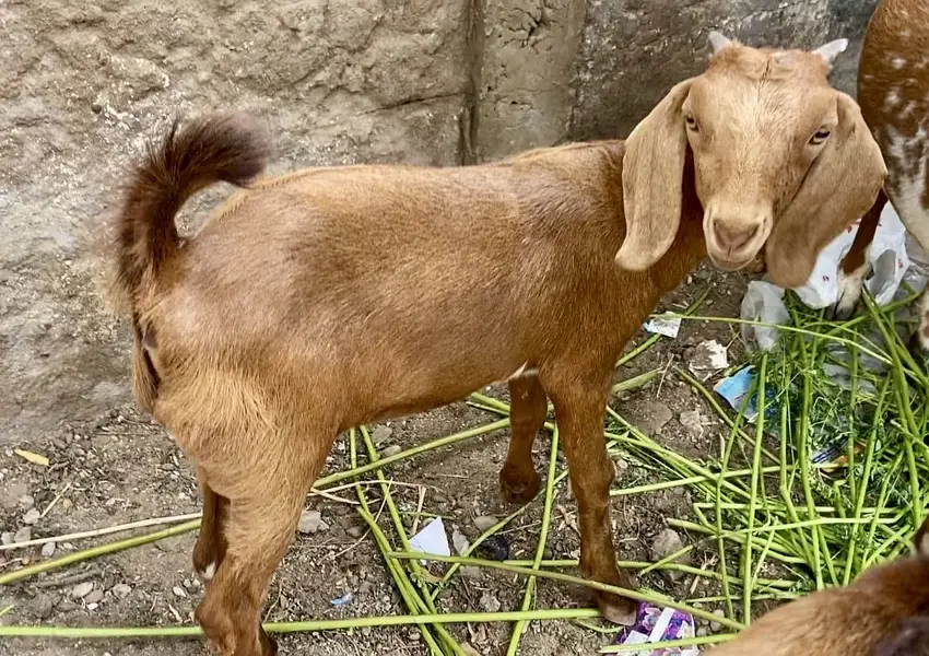 Bakri with 2 female kids age 3.5 month — photo 7