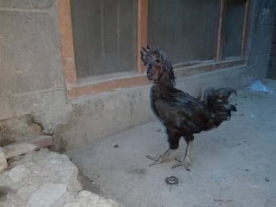 Indonesian rare breed found in Pakistan