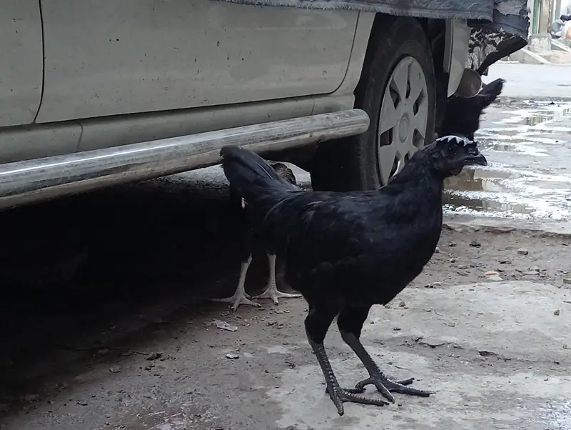 Indonesian rare breed found in Pakistan — photo 2