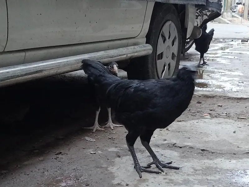 Indonesian rare breed found in Pakistan — photo 3