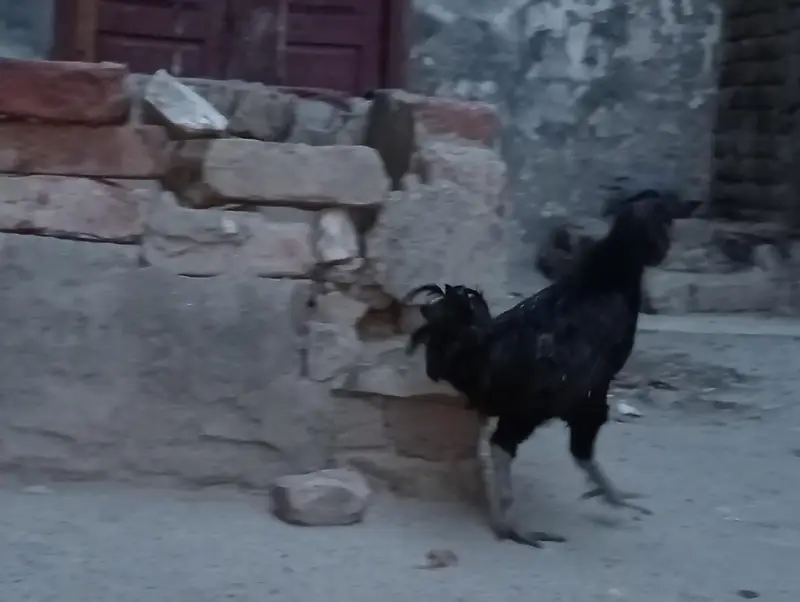 Indonesian rare breed found in Pakistan — photo 4