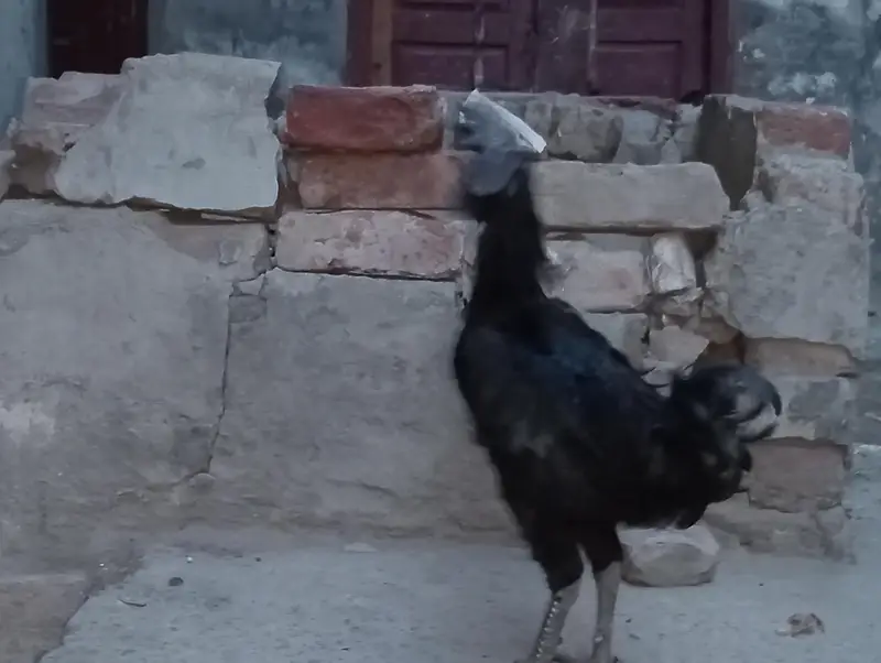 Indonesian rare breed found in Pakistan — photo 5