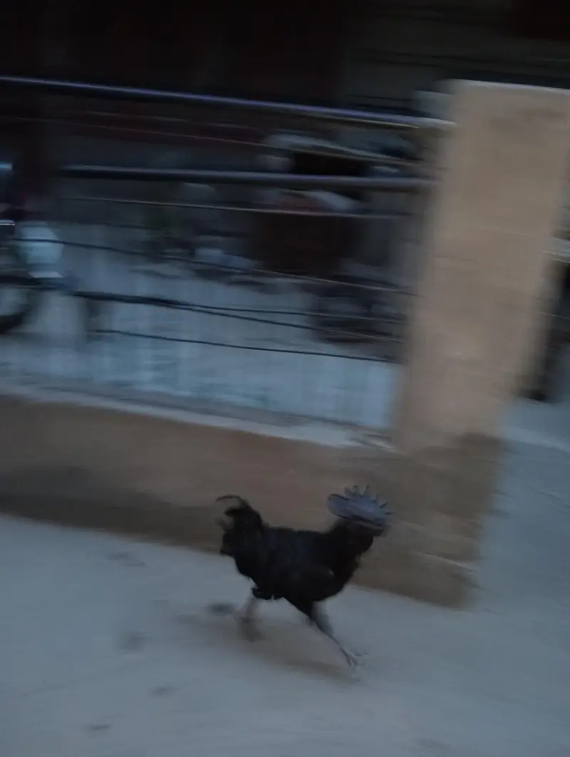 Indonesian rare breed found in Pakistan — photo 6