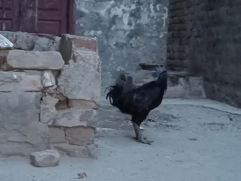 Indonesian rare breed found in Pakistan — photo 7