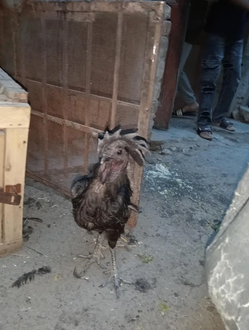 Indonesian rare breed found in Pakistan — photo 8