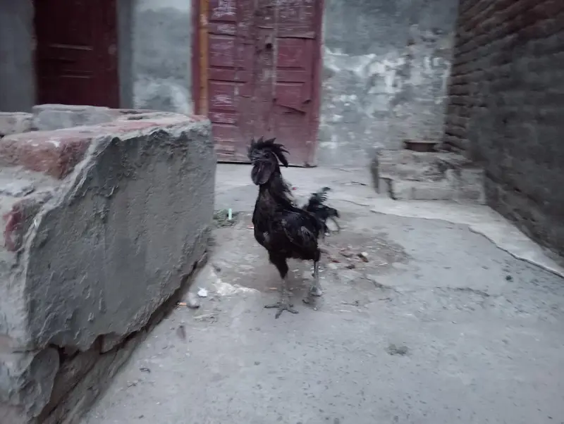 Indonesian rare breed found in Pakistan — photo 9