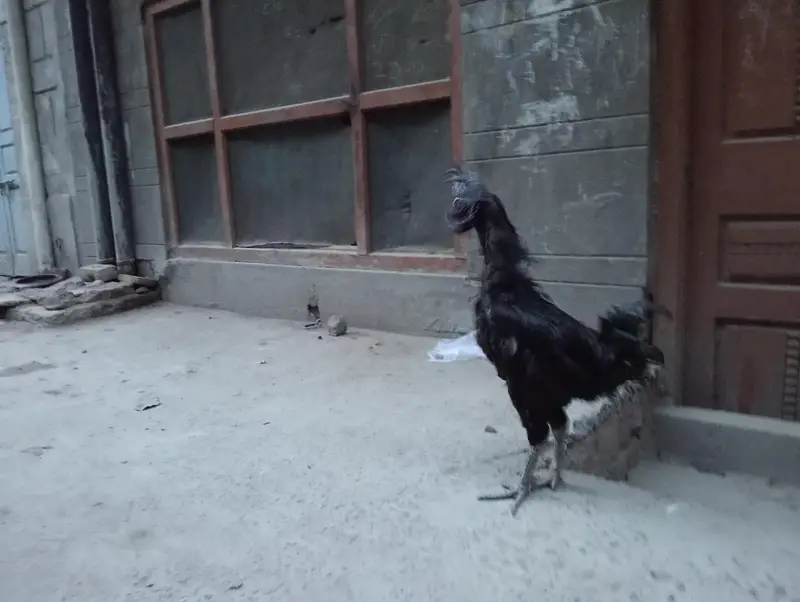 Indonesian rare breed found in Pakistan — photo 10