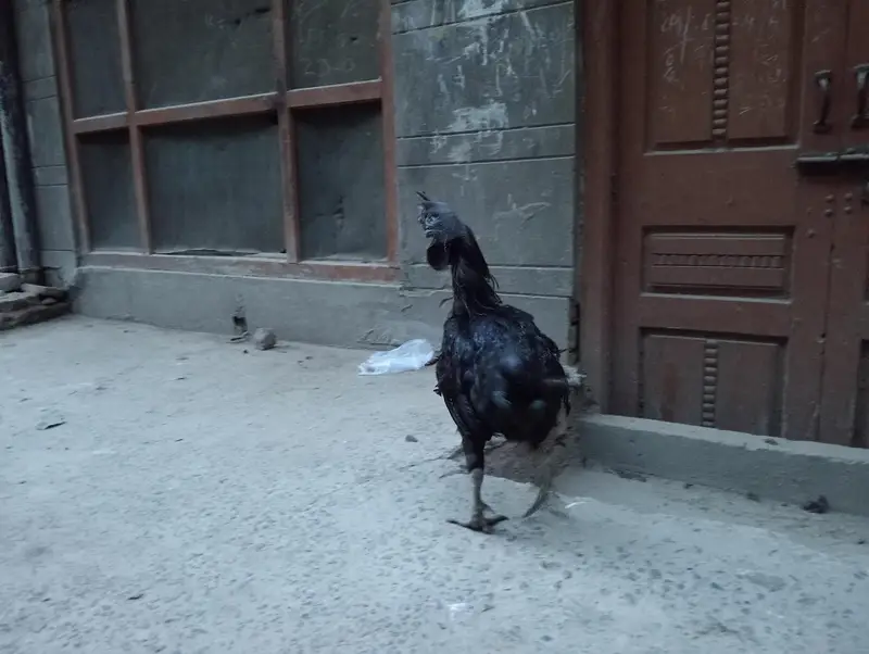 Indonesian rare breed found in Pakistan — photo 11