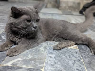 Beautiful and Healthy Grey fluffy Cat for sela