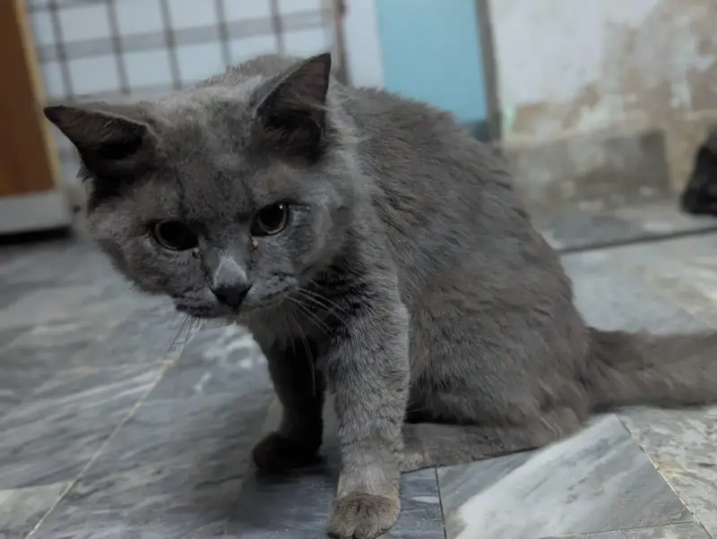 Beautiful and Healthy Grey fluffy Cat for sela — photo 2