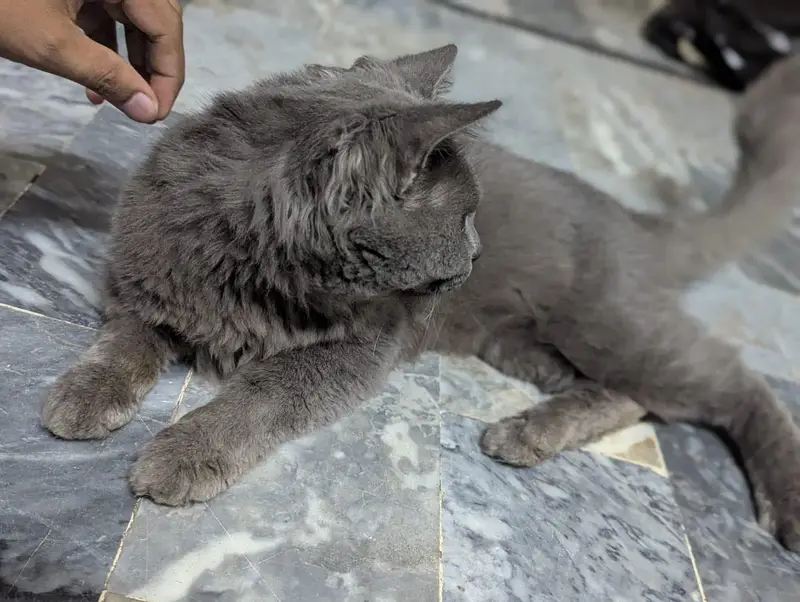 Beautiful and Healthy Grey fluffy Cat for sela — photo 3