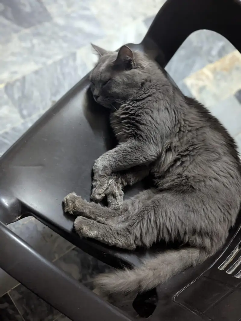 Beautiful and Healthy Grey fluffy Cat for sela — photo 4