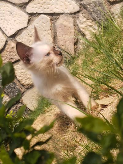 CATS FOR SALE  PERSIAN