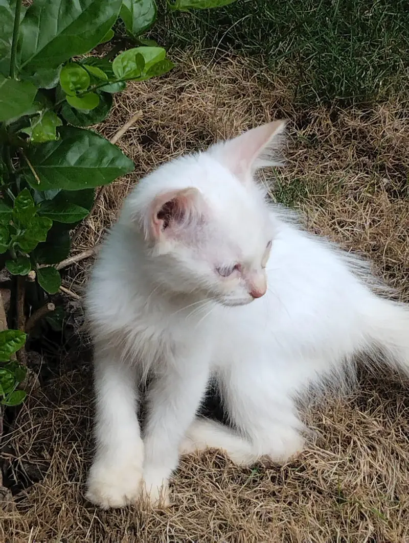 CATS FOR SALE  PERSIAN — photo 2
