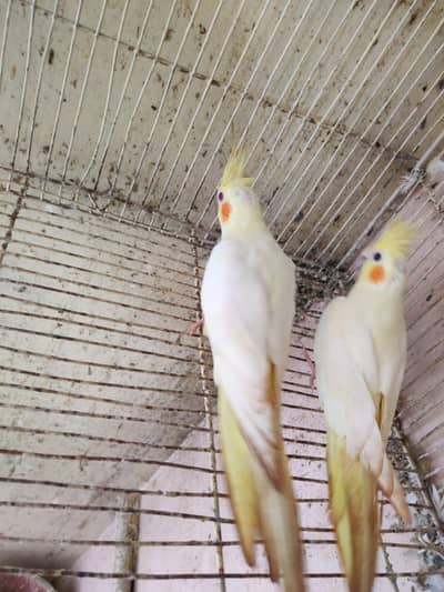 cocktail pair & Australian parrot  available in reasonable price