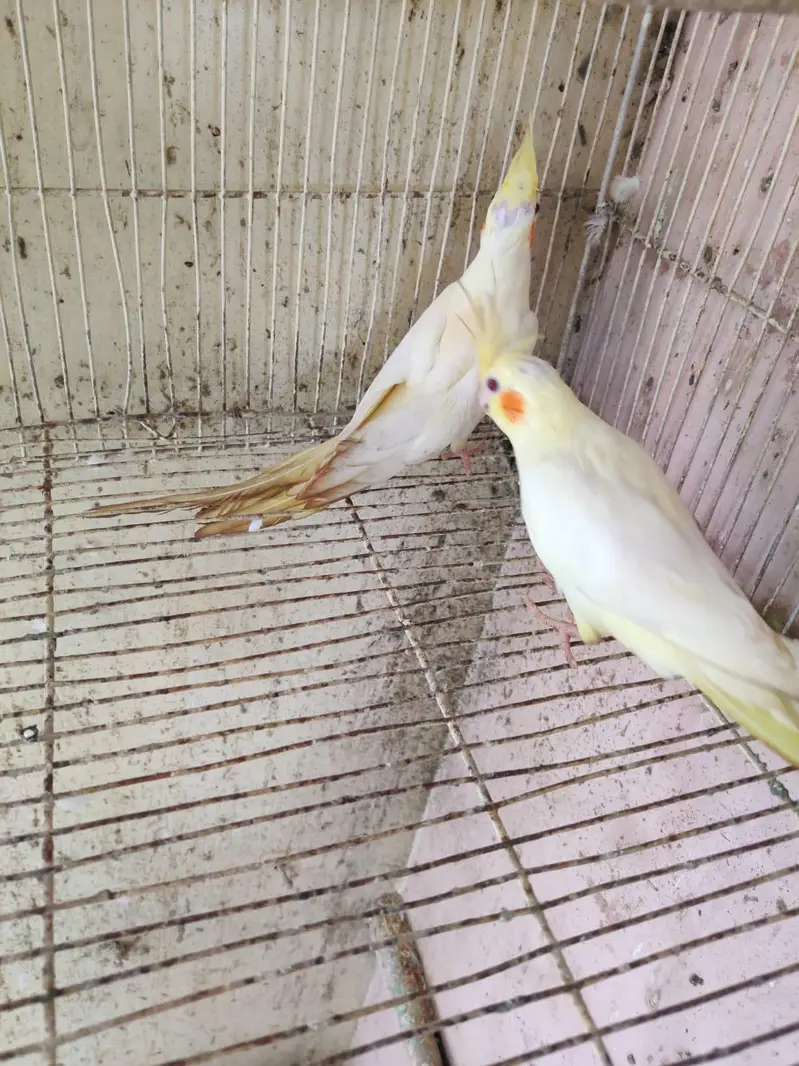 cocktail pair & Australian parrot  available in reasonable price — photo 2