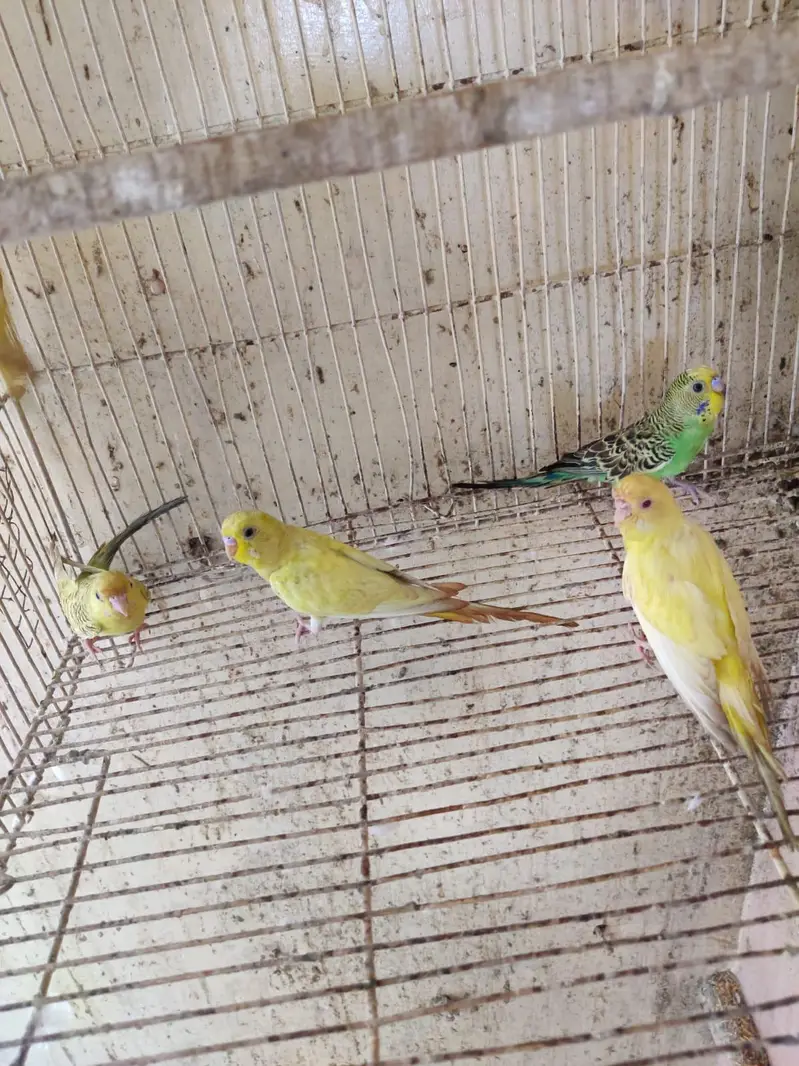 cocktail pair & Australian parrot  available in reasonable price — photo 3