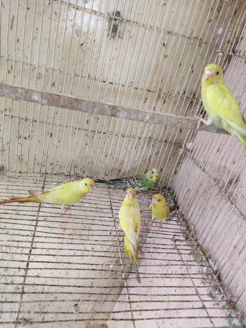 cocktail pair & Australian parrot  available in reasonable price — photo 4
