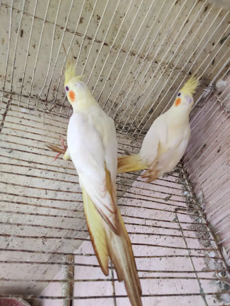 cocktail pair & Australian parrot  available in reasonable price — photo 5