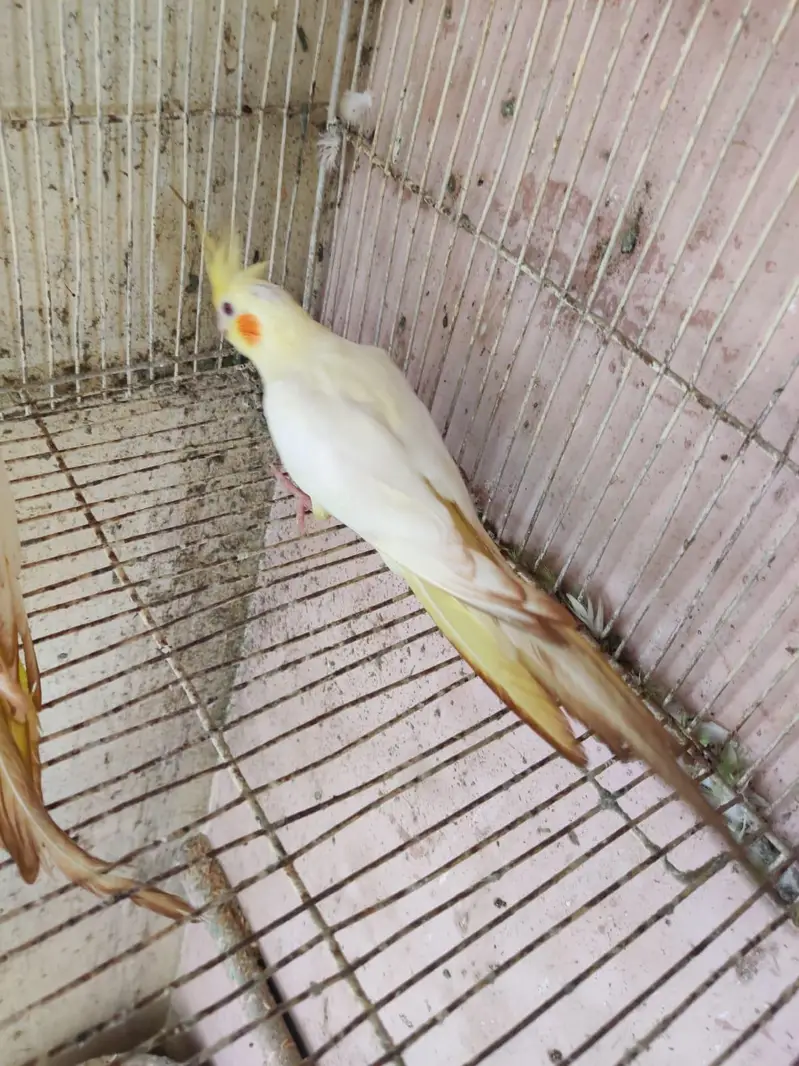 cocktail pair & Australian parrot  available in reasonable price — photo 6