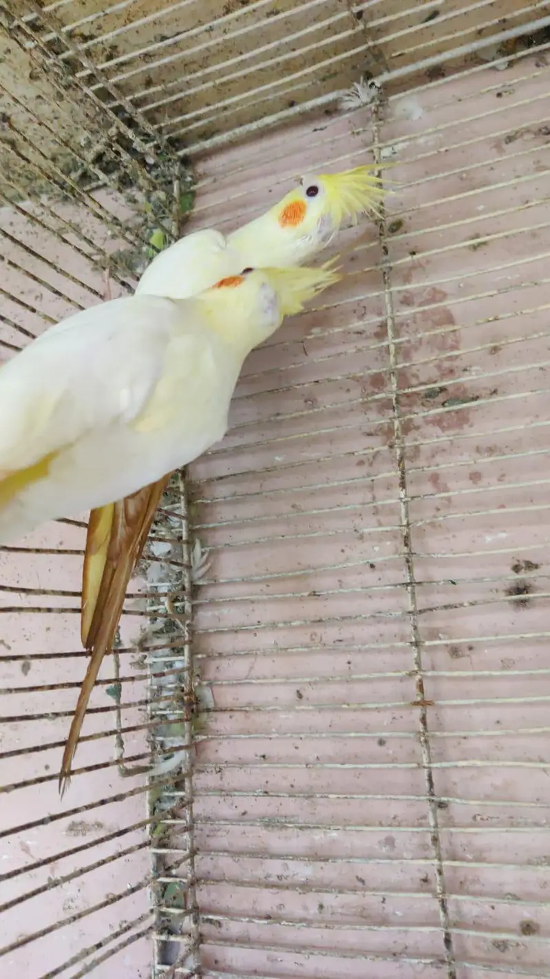 cocktail pair & Australian parrot  available in reasonable price — photo 7