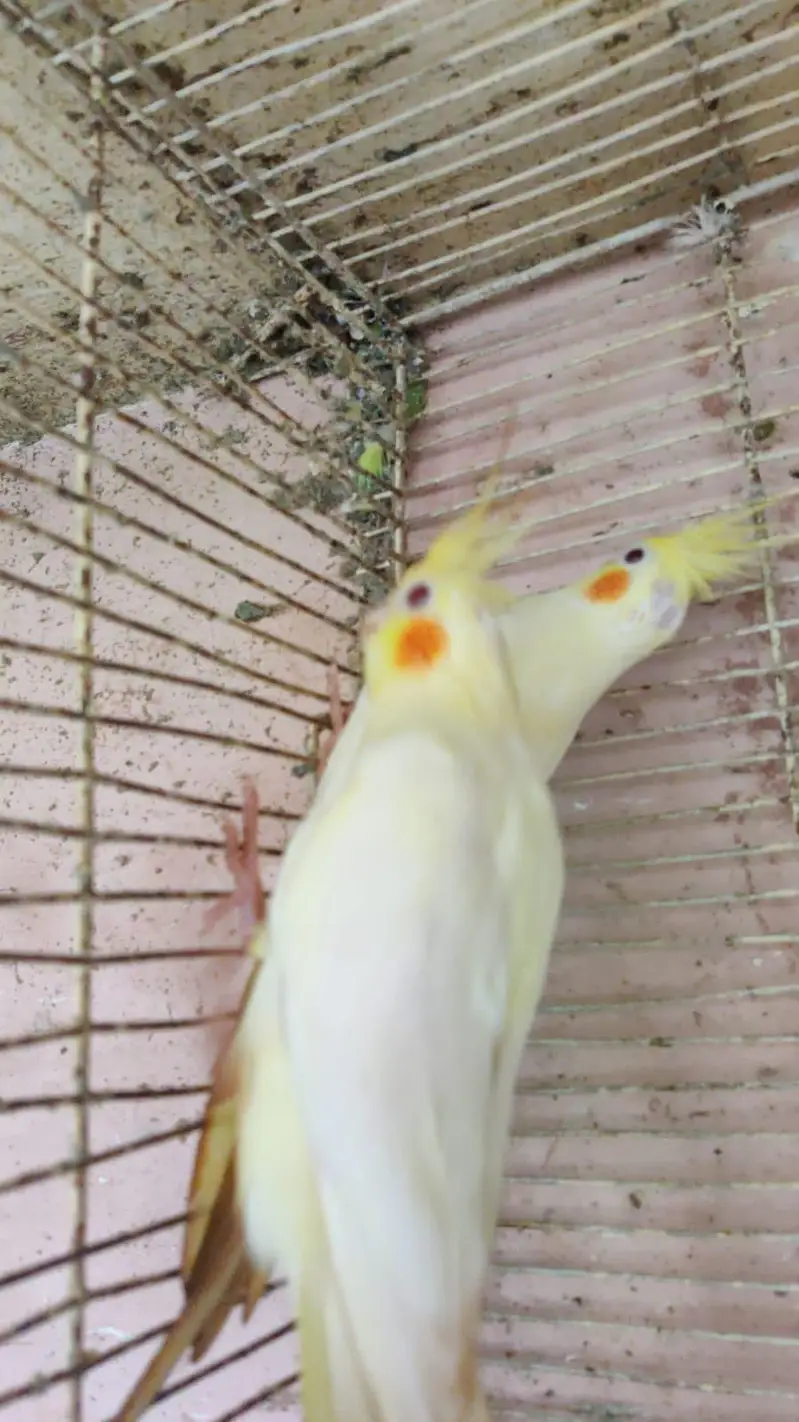 cocktail pair & Australian parrot  available in reasonable price — photo 8